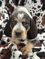Flo, a female Bluetick Coonhound for sale in Tullahoma, TN – Photo 1 of 8