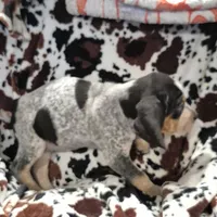 Flo, a female Bluetick Coonhound for sale in Tullahoma, TN – Photo 8 of 8