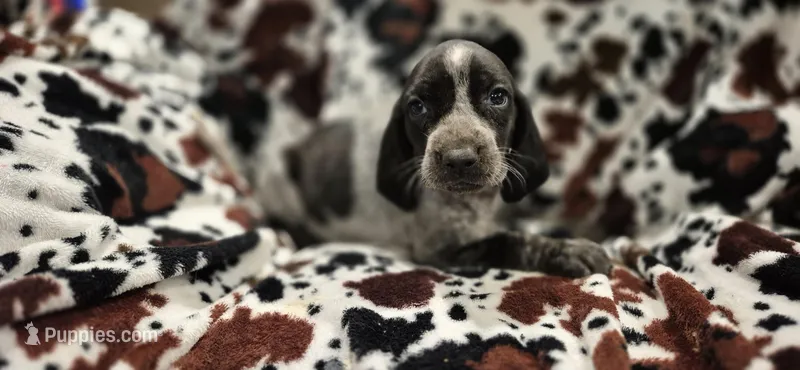 Bluey – Bluetick Coonhound puppy for sale in Tullahoma, TN