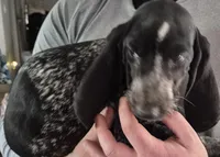 Bluey, a female Bluetick Coonhound for sale in Tullahoma, TN – 5 of 9