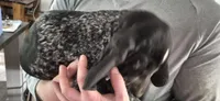 Bluey, a female Bluetick Coonhound for sale in Tullahoma, TN – 9 of 9