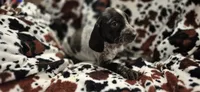 Bluey, a female Bluetick Coonhound for sale in Tullahoma, TN – Photo 4 of 4