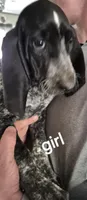 Bluey, a female Bluetick Coonhound for sale in Tullahoma, TN – 7 of 9