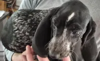 Bluey, a female Bluetick Coonhound for sale in Tullahoma, TN – 6 of 9