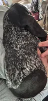 Bluey, a female Bluetick Coonhound for sale in Tullahoma, TN – 8 of 9