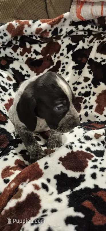 Buckie – Bluetick Coonhound puppy for sale in Tullahoma, TN