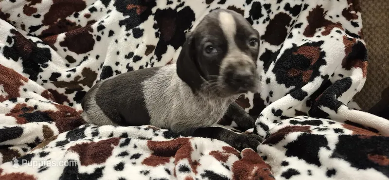 Piper – Bluetick Coonhound puppy for sale in Tullahoma, TN
