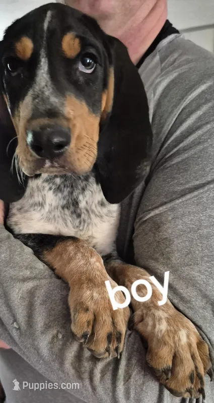 Abel – Bluetick Coonhound puppy for sale in Tullahoma, TN