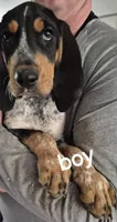 Abel, a male Bluetick Coonhound for sale in Tullahoma, TN – 1 of 7