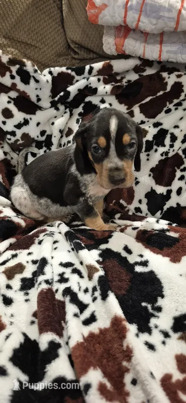 Abel – Bluetick Coonhound puppy for sale in Tullahoma, TN