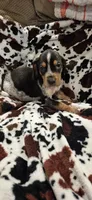 Abel, a male Bluetick Coonhound for sale in Tullahoma, TN – Photo 3 of 4