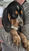 Abel, a male Bluetick Coonhound for sale in Tullahoma, TN – 6 of 7