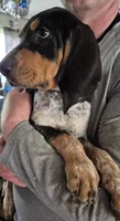 Abel, a male Bluetick Coonhound for sale in Tullahoma, TN – 4 of 7