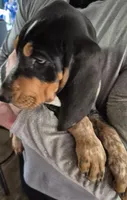 Abel, a male Bluetick Coonhound for sale in Tullahoma, TN – 5 of 7