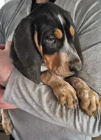 Abel, a male Bluetick Coonhound for sale in Tullahoma, TN – 2 of 7