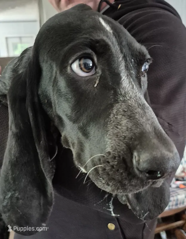Bluey – Bluetick Coonhound puppy for sale in Tullahoma, TN