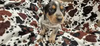 Noah, a male Bluetick Coonhound for sale in Tullahoma, TN – Photo 5 of 6