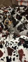 Noah, a male Bluetick Coonhound for sale in Tullahoma, TN – Photo 2 of 6