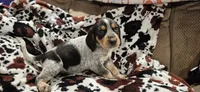 Noah, a male Bluetick Coonhound for sale in Tullahoma, TN – Photo 3 of 6
