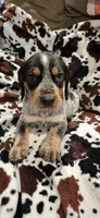 Noah, a male Bluetick Coonhound for sale in Tullahoma, TN – Photo 1 of 6