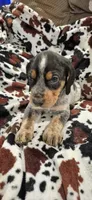 Noah, a male Bluetick Coonhound for sale in Tullahoma, TN – Photo 6 of 6