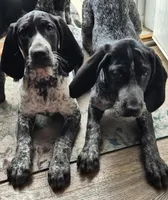 Harley , a female Bluetick Coonhound for sale in Tullahoma, TN – Photo 2 of 6