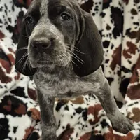 Harley , a female Bluetick Coonhound for sale in Tullahoma, TN – Photo 3 of 6