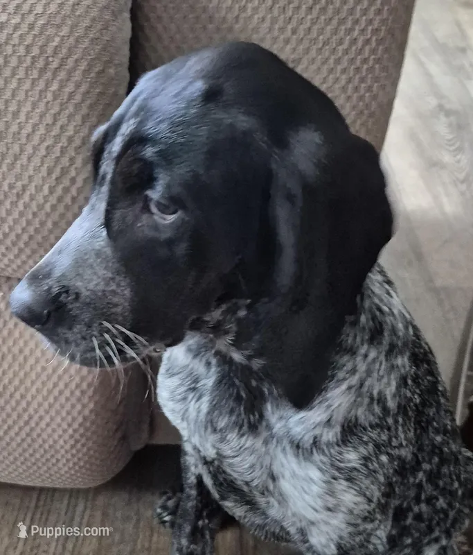 Harley  – Bluetick Coonhound puppy for sale in Tullahoma, TN