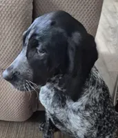 Harley , a female Bluetick Coonhound for sale in Tullahoma, TN – Photo 1 of 6