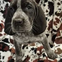 Harley , a female Bluetick Coonhound for sale in Tullahoma, TN – Photo 6 of 6