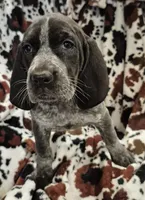 Harley , a female Bluetick Coonhound for sale in Tullahoma, TN – Photo 5 of 8