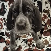 Harley , a female Bluetick Coonhound for sale in Tullahoma, TN – Photo 5 of 6