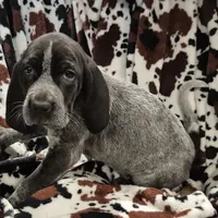 Harley , a female Bluetick Coonhound for sale in Tullahoma, TN – Photo 4 of 6