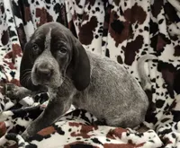 Harley , a female Bluetick Coonhound for sale in Tullahoma, TN – Photo 2 of 8