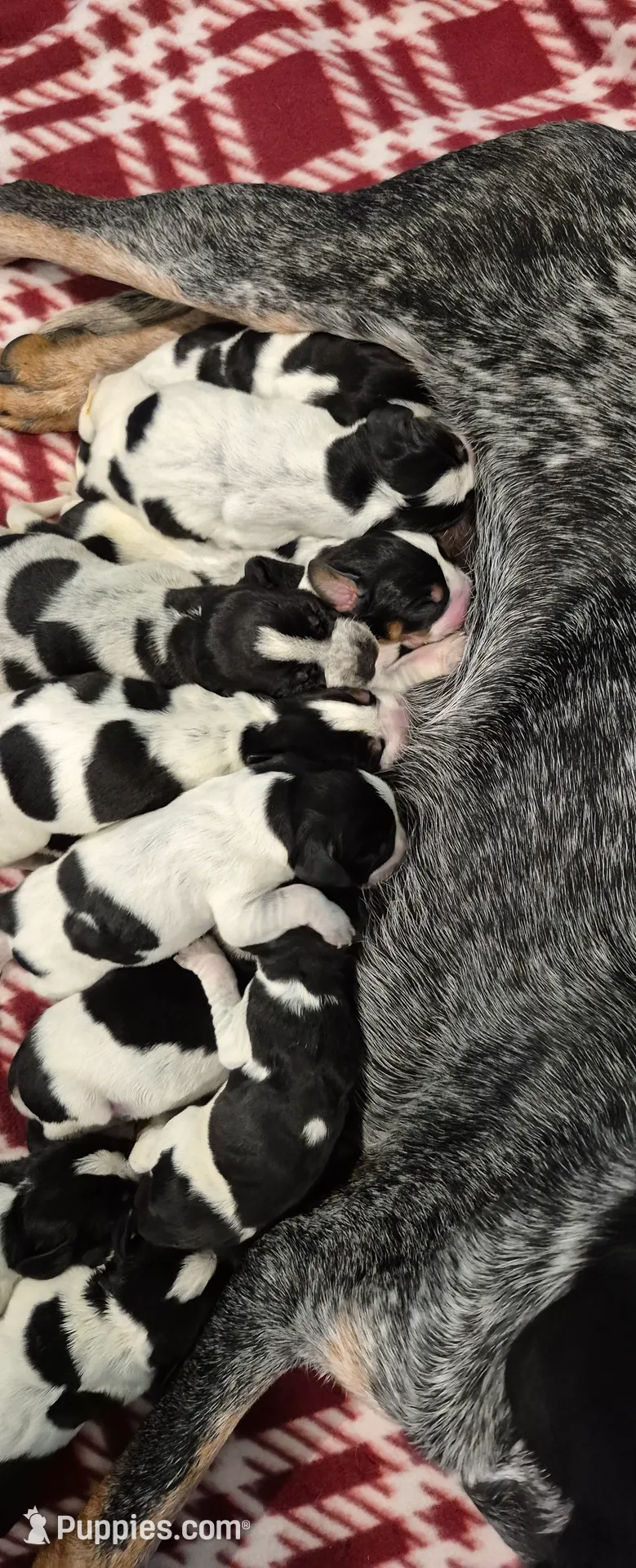Dotties, a female Bluetick Coonhound for sale in Tullahoma, TN – Photo 4 of 4
