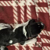 Dotties, a female Bluetick Coonhound for sale in Tullahoma, TN – Photo 3 of 4