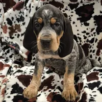 Zuley, a female Bluetick Coonhound for sale in Tullahoma, TN – Photo 5 of 8