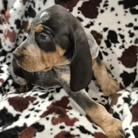 Zuley, a female Bluetick Coonhound for sale in Tullahoma, TN – Photo 3 of 8