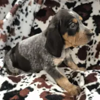 Zuley, a female Bluetick Coonhound for sale in Tullahoma, TN – Photo 2 of 8