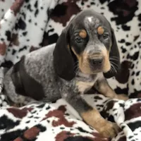 Zuley, a female Bluetick Coonhound for sale in Tullahoma, TN – Photo 1 of 8