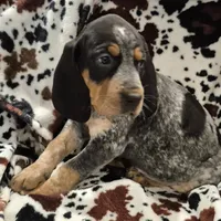 Zuley, a female Bluetick Coonhound for sale in Tullahoma, TN – Photo 4 of 8