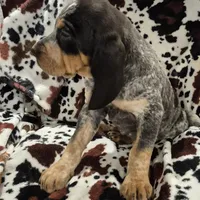Zuley, a female Bluetick Coonhound for sale in Tullahoma, TN – Photo 6 of 8