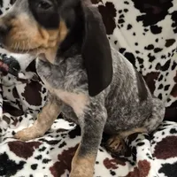 Zuley, a female Bluetick Coonhound for sale in Tullahoma, TN – Photo 8 of 8