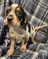 Elvira, a female Bluetick Coonhound for sale in Tullahoma, TN – Photo 5 of 7