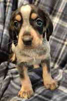 Elvira, a female Bluetick Coonhound for sale in Tullahoma, TN – Photo 1 of 7