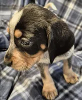 Elvira, a female Bluetick Coonhound for sale in Tullahoma, TN – Photo 6 of 7