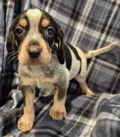 Elvira, a female Bluetick Coonhound for sale in Tullahoma, TN – Photo 4 of 7