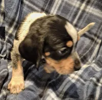 Elvira, a female Bluetick Coonhound for sale in Tullahoma, TN – Photo 2 of 7