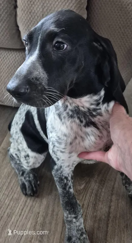 Nelly – Bluetick Coonhound puppy for sale in Tullahoma, TN
