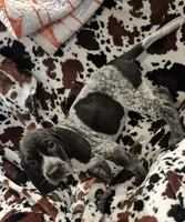 Nelly, a female Bluetick Coonhound for sale in Tullahoma, TN – Photo 3 of 6